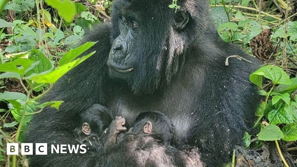 Rare mountain gorilla twins born in Africa’s oldest national park